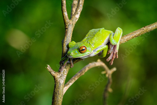 White lipped tree frog on branch, tree frog on branch, animal closeup 