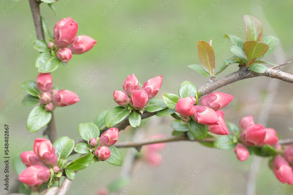 Buds of pink apple blossom on branches.