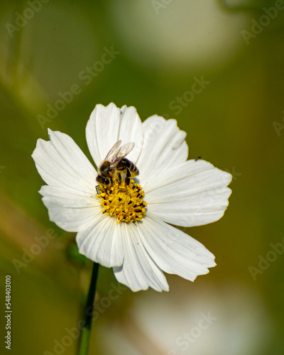 Bee on flower. bee on cameline. © Dimitar