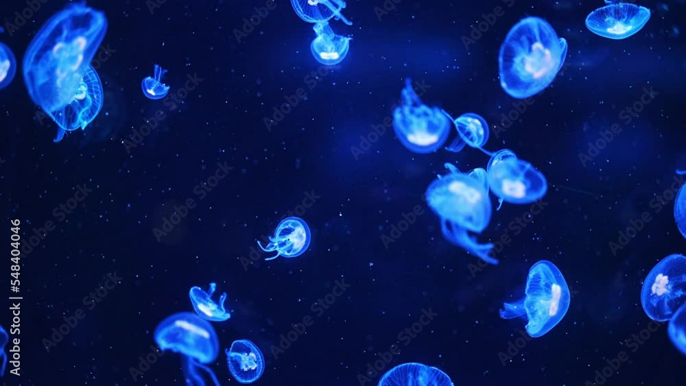 Close-up of jellyfish floating translucent blue light color background. Close-up of jellyfish floating translucent blue light color background.