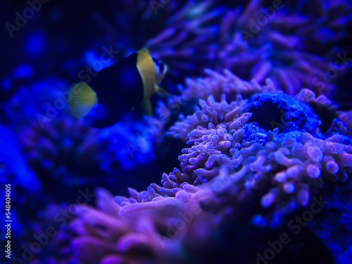 Print op canvas Clownfish swimming around the anemones in a clear blue water