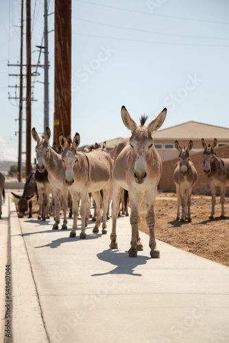 Canvas Print Vertical of a drove of donkeys on the street against rural houses on a sunny day