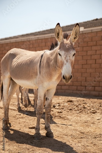 Photo Vertical of a donkey in a drove on the street against rural houses on a sunny da