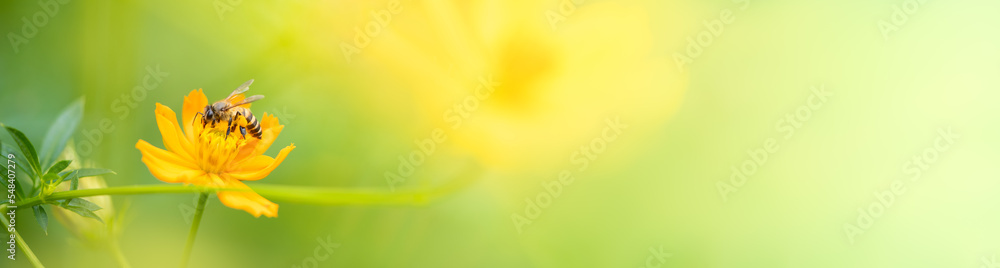 Nature of bee with flower in garden using as background natural flora cover page or banner template brochure landing page design Nature of bee with flower in garden using as background natural flora cover page or banner template brochure landing page design