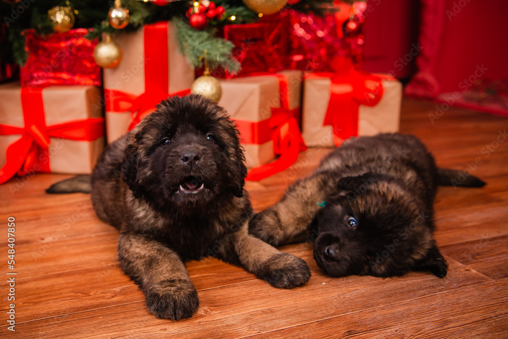 Fototapeta premium Two fluffy puppies of the Leonberger breed are sitting under the Christmas tree among the gifts. New Year