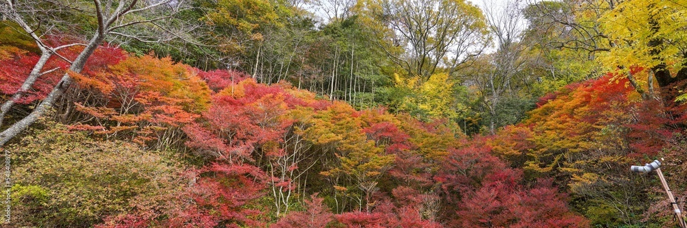 カラフルなドウダンツツジのパノラマ紅葉情景＠神戸、兵庫