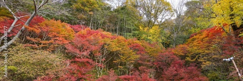 カラフルなドウダンツツジのパノラマ紅葉情景＠神戸、兵庫