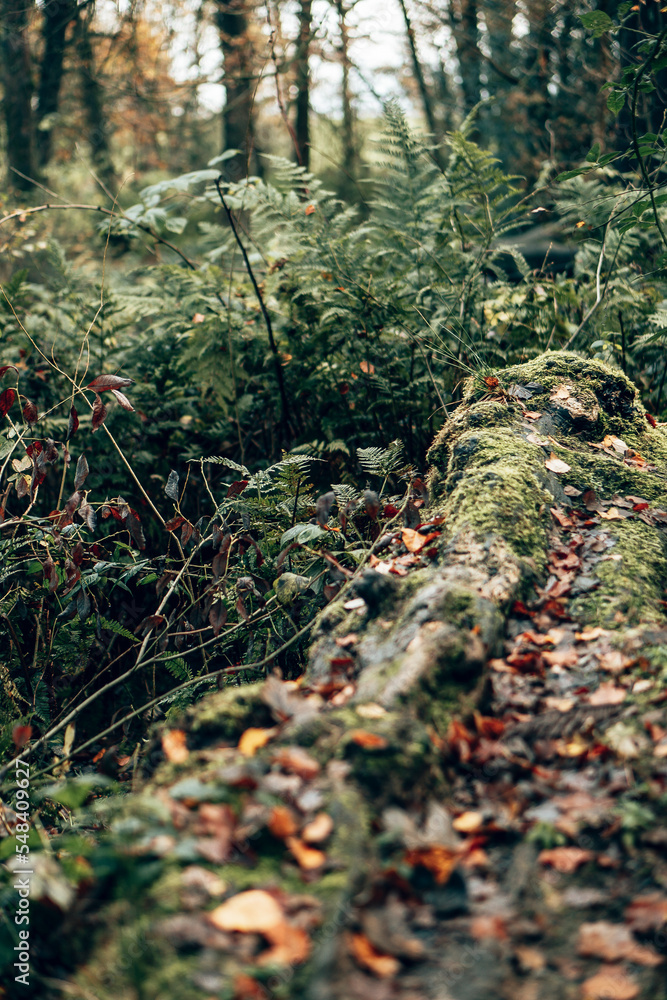 An autumnal woodland area in the English countryside An autumnal woodland area in the English countryside
