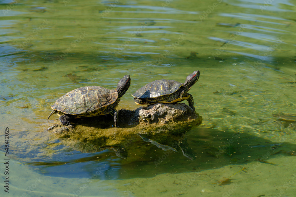 Fototapeta premium turtles in the pond