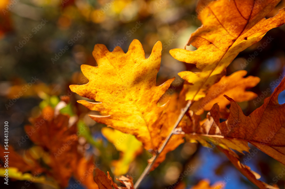 Leaves on an oak tree in autumn. Leaves on an oak tree in autumn.