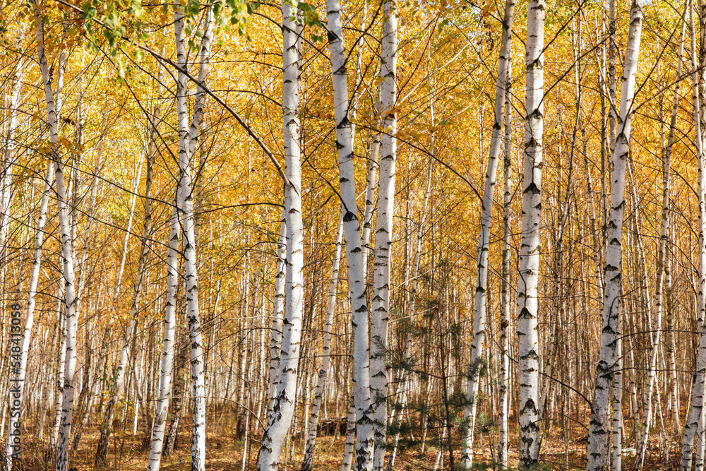 Fototapeta premium Yellow leaves on a birch tree in autumn.