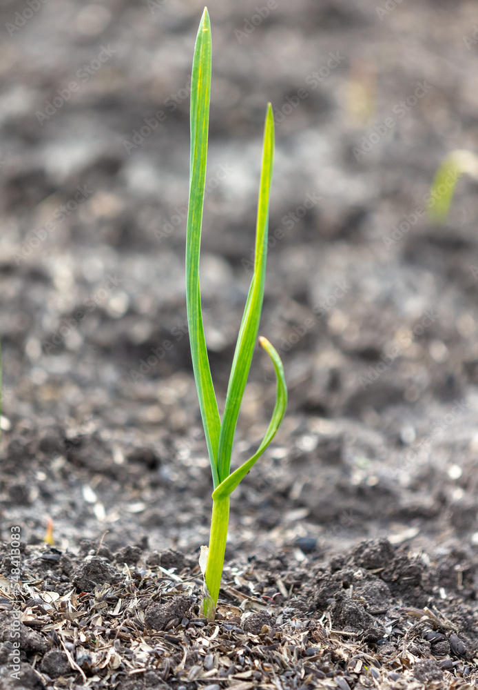 Green onions in the ground in spring. Green onions in the ground in spring.