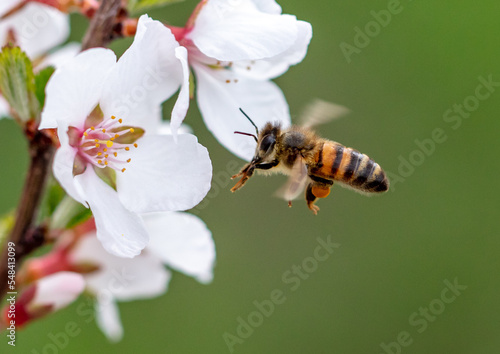 The bee flies near the flowers in spring.