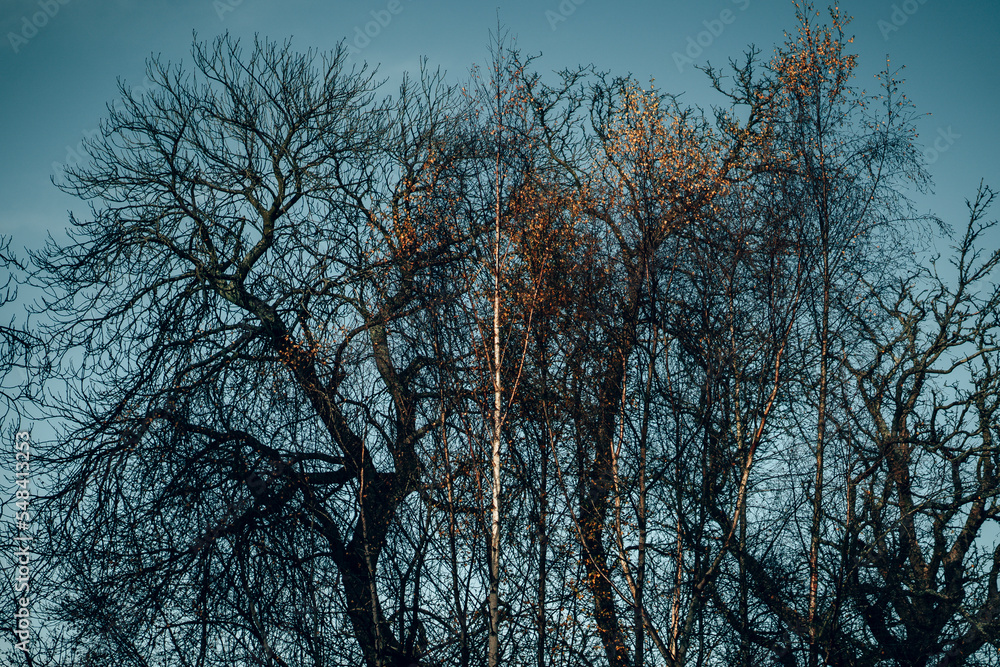 A quiet English woodland area on a bright sunny day A quiet English woodland area on a bright sunny day