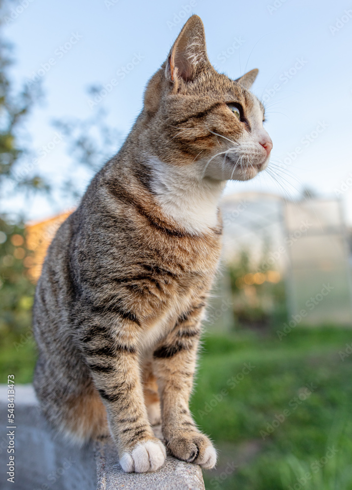Obraz premium Portrait of a cat in nature.
