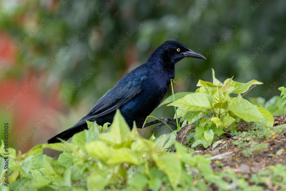 Ein Dohlengrackel Männchen in der Seitenansicht zwischen grüner Vegetation