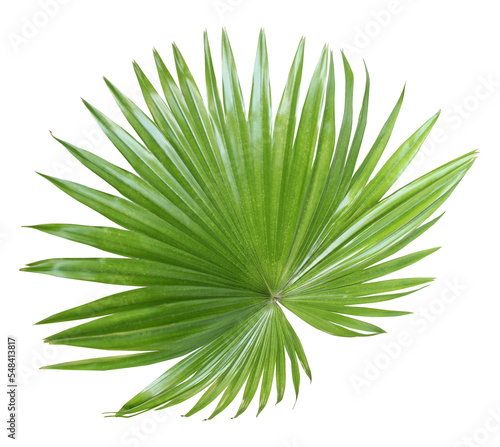 tropical nature green fan palm leaf on transparent background png file