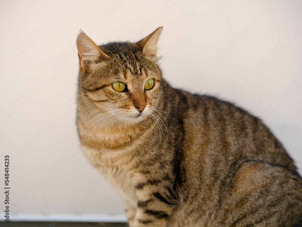 portrait of a beautiful tabby cat