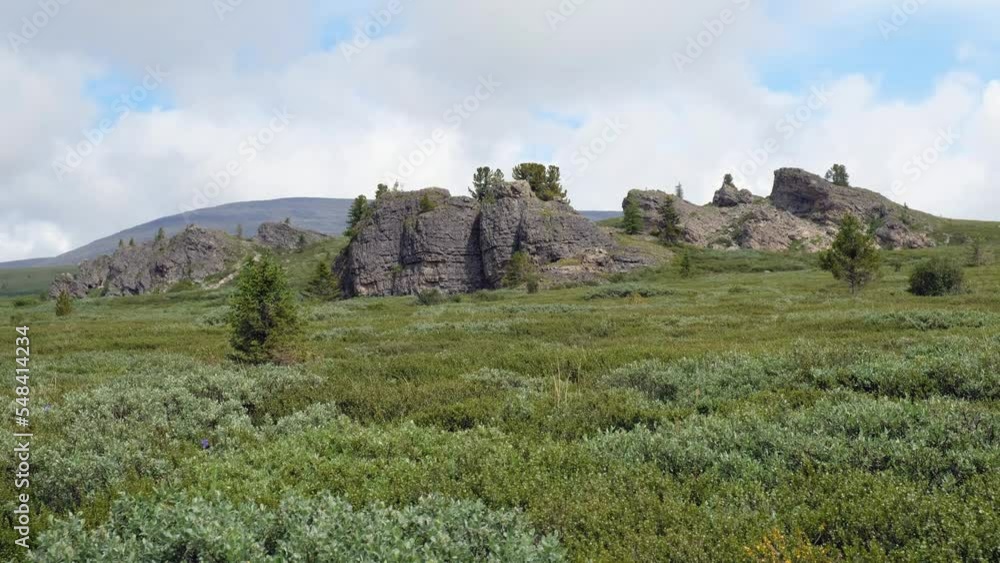 Video of stones rocks and thickets of dwarf birch Betula exilis on Altai highlands. Seminsky mountain range. Video of stones rocks and thickets of dwarf birch Betula exilis on Altai highlands. Seminsky mountain range.