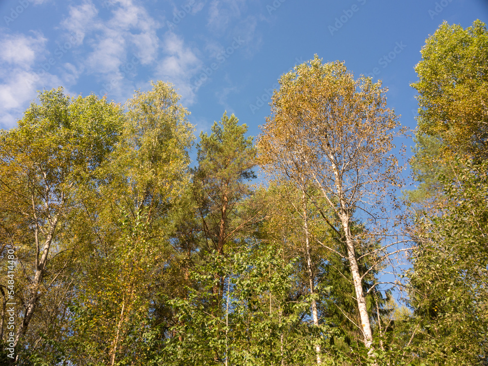 trees against the sky trees against the sky