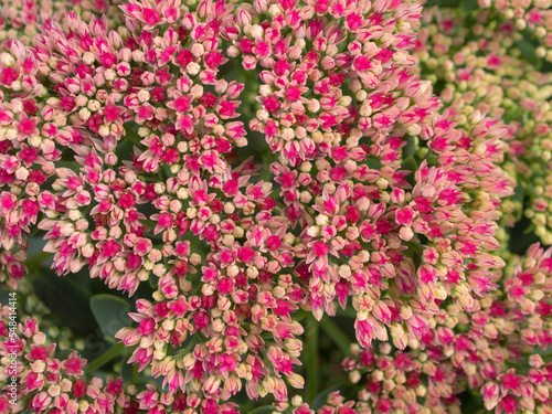 sedum close up