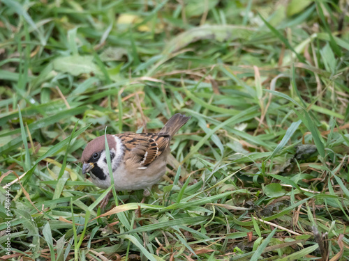 sparrow on green grass