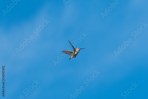 Fototapeta Naklejka Na Ścianę i Meble -  Broad-Tailed Hummingbird in Arizona