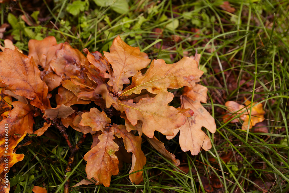 Fallen autumn leaves on green grass outdoors Fallen autumn leaves on green grass outdoors