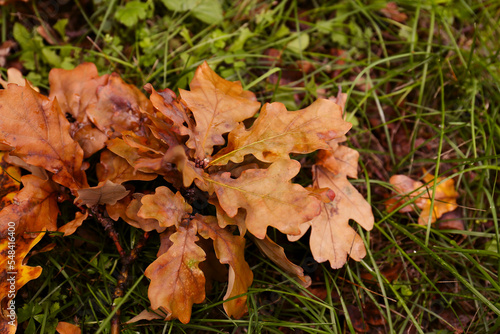 Fallen autumn leaves on green grass outdoors © New Africa
