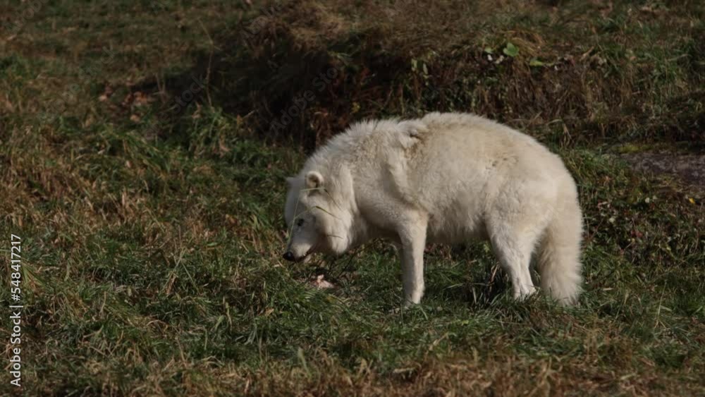 arctic wolf takes bite and chews on furry prey slomo arctic wolf takes bite and chews on furry prey slomo