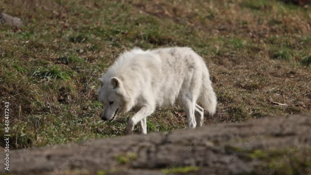 arctic wolf walking along rock ridgeline stopping to smell arctic wolf walking along rock ridgeline stopping to smell