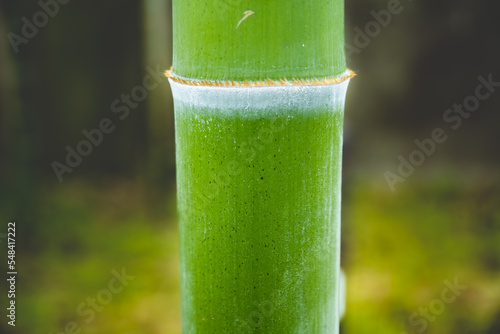 pure bamboo