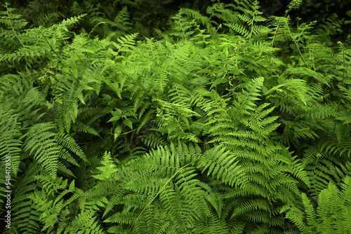 Beautiful green fern leaves in park outdoors