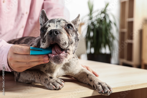 Φωτογραφία Woman brushing dog's teeth at table indoors, closeup