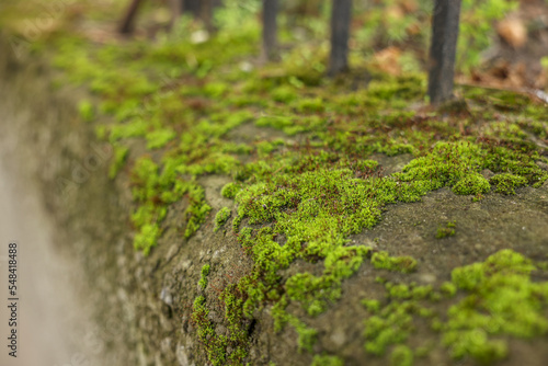 Beautiful textured border with green moss outdoors, closeup