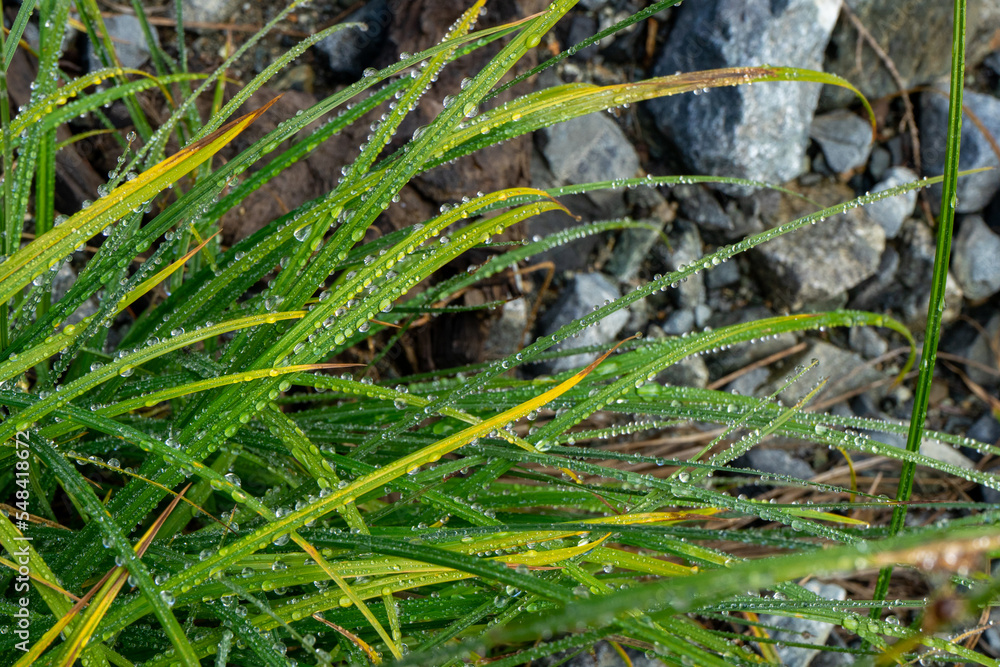 Shallow depth of field dew on grass against rocks background Shallow depth of field dew on grass against rocks background