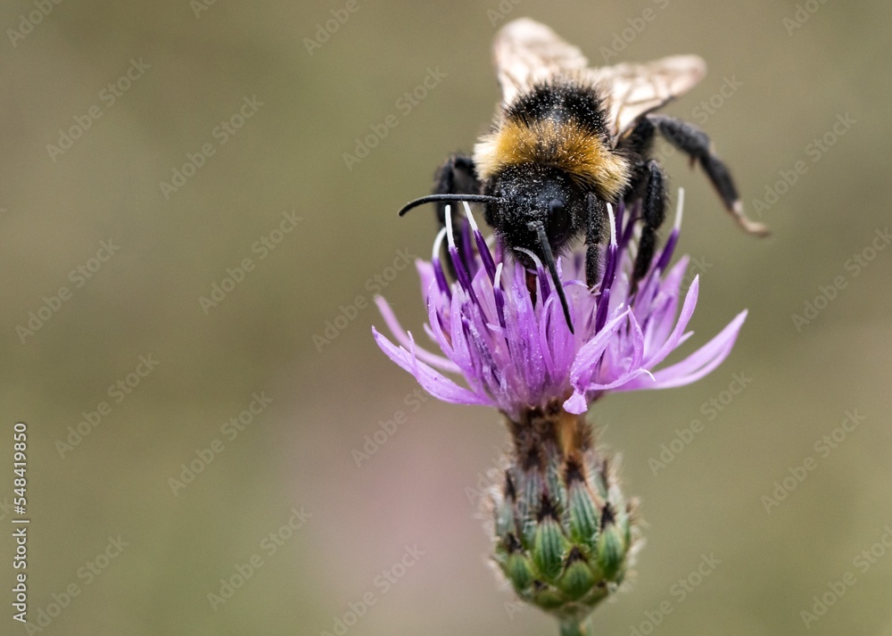 Eine Hummel auf einer violetten Distelblüte Eine Hummel auf einer violetten Distelblüte