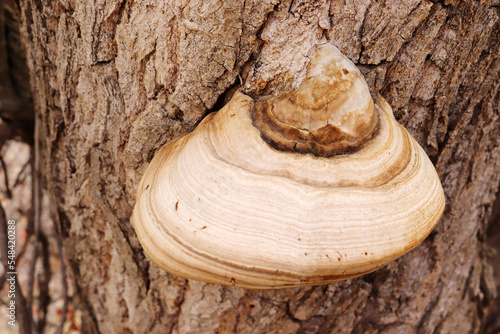 big mushroom on poplar tree