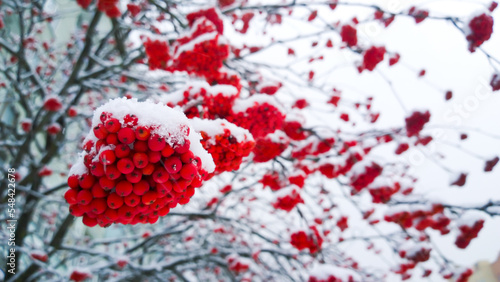 bunches of Rowan in the snow on the background of winter sky