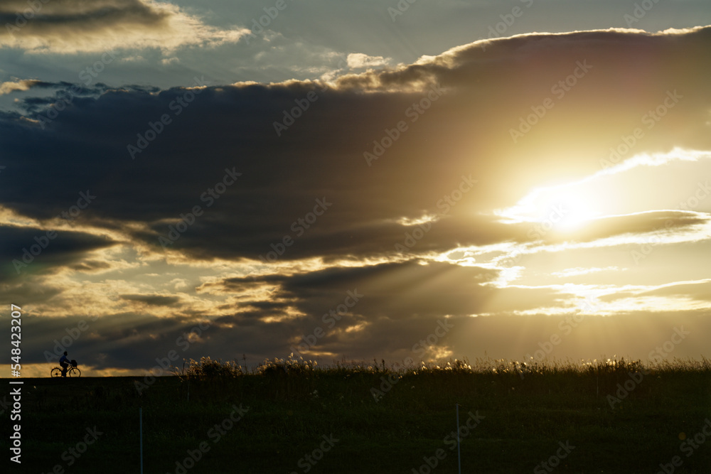 Fototapeta premium 夕日を浴びて