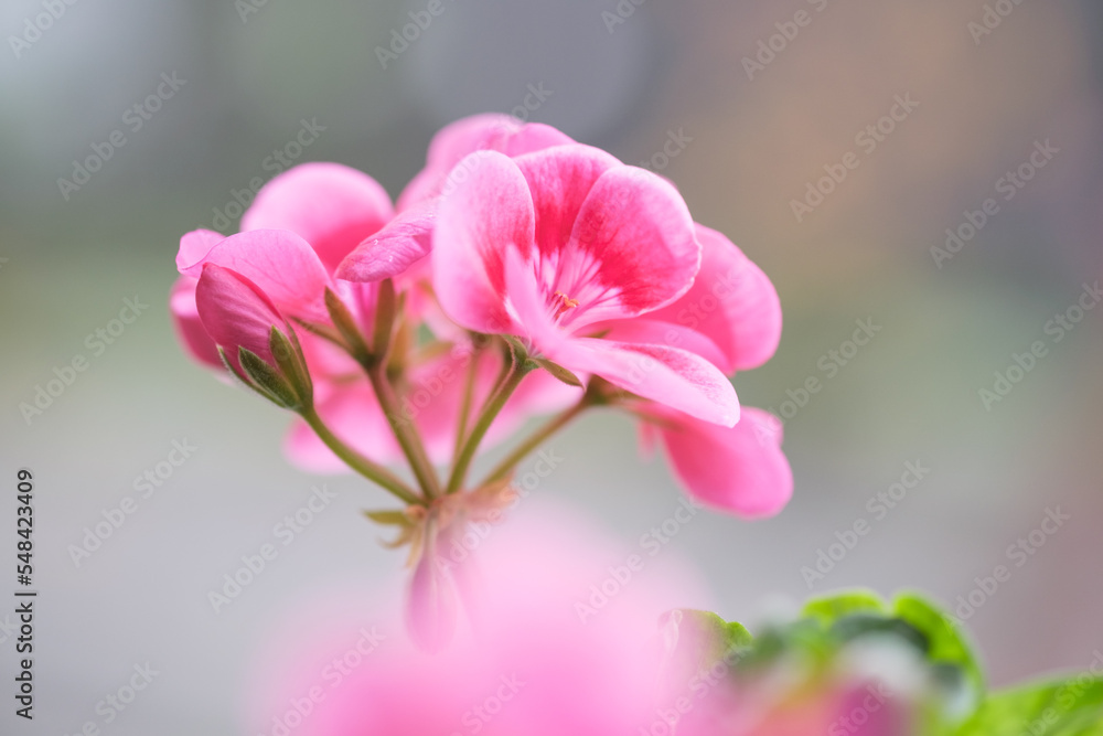 Fototapeta premium ピンク色のゼラニウムの花びらを背景をぼかして浮き上がらせる。露出を明るく仕上げる。