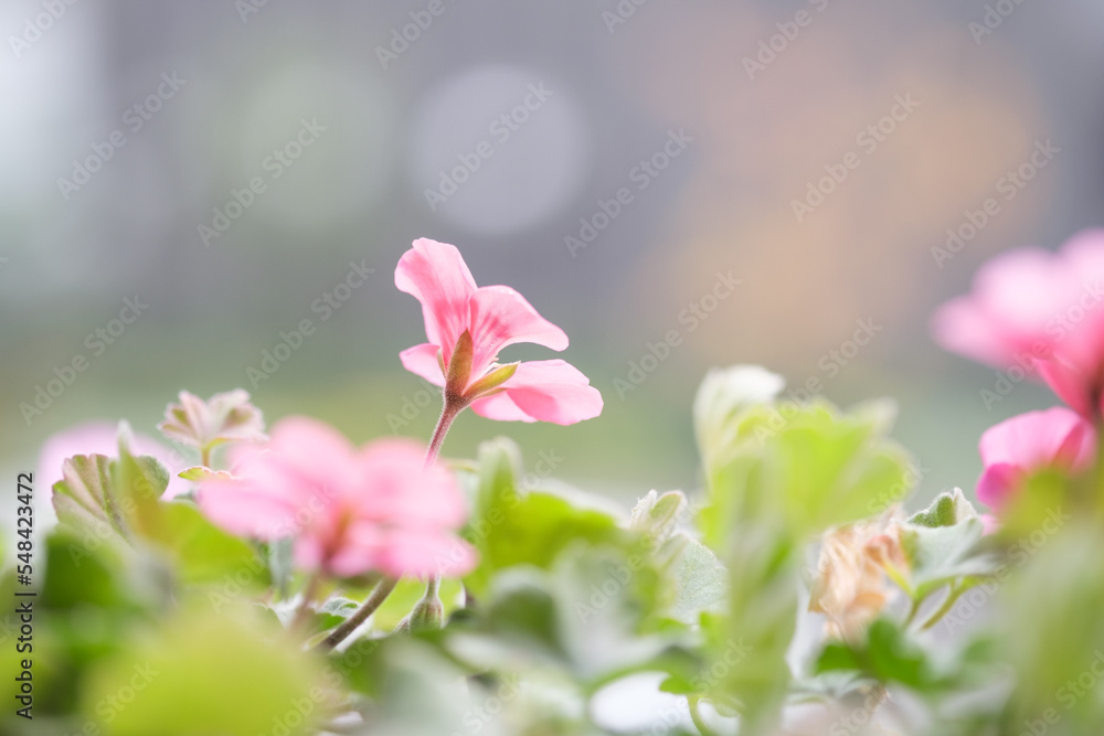 Obraz premium ピンク色のゼラニウムの花びらを背景をぼかして浮き上がらせる。露出を明るく仕上げる。