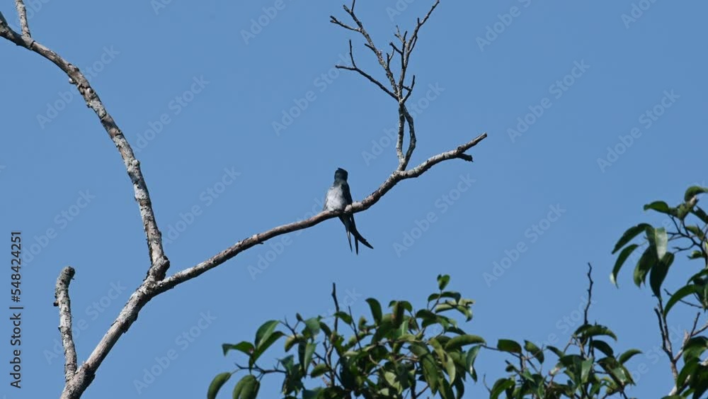Seen preening while looking back over its shoulder, fantastic blue sky, Grey-rumped Treeswift Hemiprocne longipennis, Kaeng Krachan National Park, Thailand. Seen preening while looking back over its shoulder, fantastic blue sky, Grey-rumped Treeswift Hemiprocne longipennis, Kaeng Krachan National Park, Thailand.