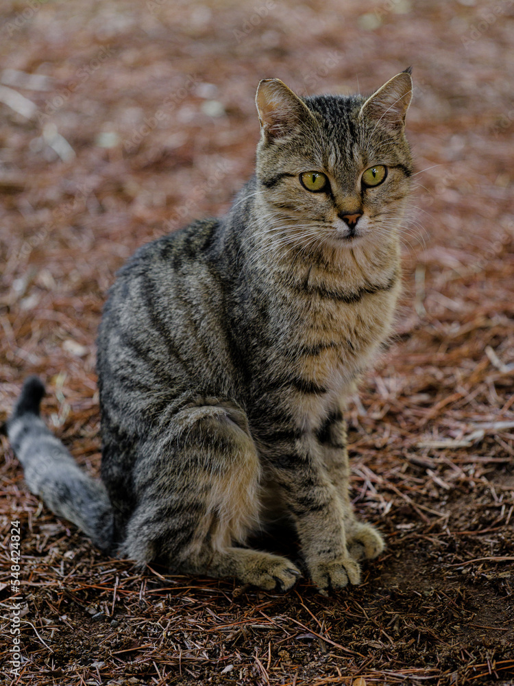 portrait of a beautiful tabby cat