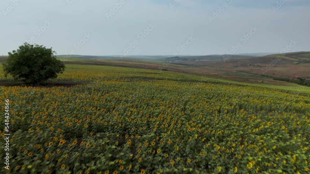 Take a breathtaking journey over a sunflower field with this stunning aerial video taken with a drone. Soar over the vibrant yellow blooms and enjoy the beauty of nature from a unique perspective Take a breathtaking journey over a sunflower field with this stunning aerial video taken with a drone. Soar over the vibrant yellow blooms and enjoy the beauty of nature from a unique perspective