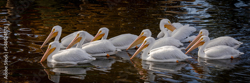 Flock of white pelicans banner