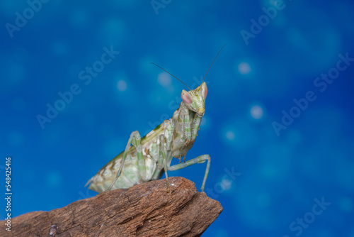 Mantis from family Sphondromantis (probably Spondromantis viridis). Common names include African mantis, giant African mantis or.Pink orchid mantis camouflaged on flowers habitat. photo