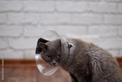 Billede på lærred A domestic gray cat in a veterinary collar at home on the couch after surgery