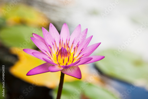 水面に咲くハスの花 水蓮の花 水辺に咲く蓮