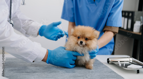 Fototapeta Naklejka Na Ścianę i Meble -  Pomeranian dog getting injection with vaccine during appointment in clinic.